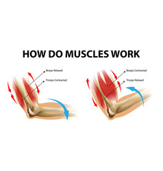 Movement Process Arm Muscle Biceps