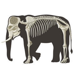 Elephant Anatomy Concept For Science Education