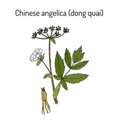 Angelica Sinensis Or Dong Quai Or Female Ginseng