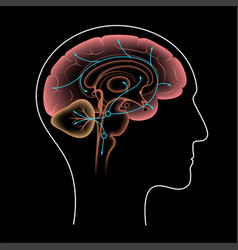 Serotonin Pathway In Brain