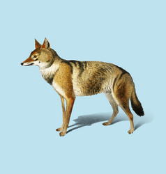 Golden Jackal Canis Aureus Charles Dessalines