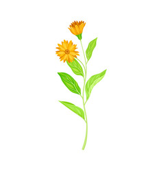 Calendula Herbaceous Plant With Flowers On Stem