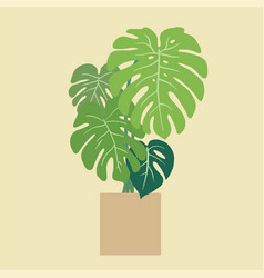 Monstera Deliciosa Swiss Cheese Plant