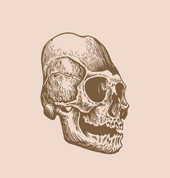 Graphical Vintage Drawing Of Mayan Skull Long