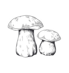 Hand Drawn Porcini Forest Plant Pencil Sketch