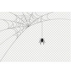 Spider With Isolated Transparent Background