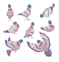 Cartoon Dove Cute City Pigeons Funny Urban Birds