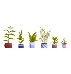 Home And Office Decorative Plants In Flowerpots