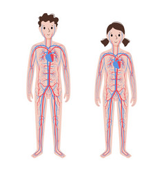 Human Circulatory System