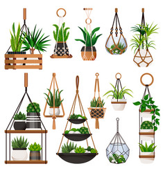 House Plants In Hanging Macrame Pots Isolated