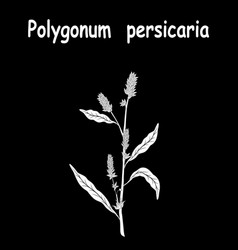 Polygonum Lapathifolia Pale Persicaria Tattoo