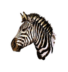 Zebra Head Portrait From A Splash Watercolor