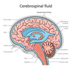 Cerebrospinal Fluid Structure Diagram Science