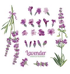 Lavender Flower On White Background Colorful