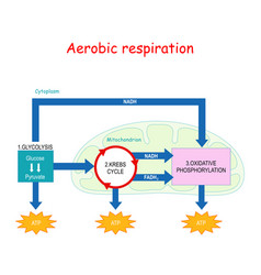 Aerobic Respiration And Krebs Cycle