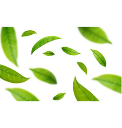 Realistic Green Tea Leaves In Motion