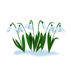 Snowdrops Grow In Early Spring