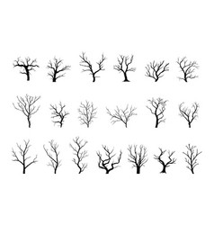 Bare Trees Black Silhouettes Isolated Tree Autumn