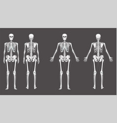 Women Skeleton Human Body Bones Of Female Concept