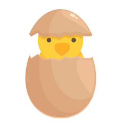 Family Chicken Icon Cartoon Baby Chick