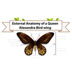 External Anatomy Of A Butterfly Worksheet