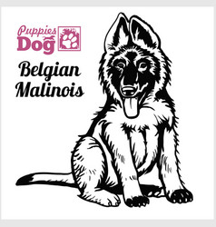 Belgian Malinois Puppy Sitting Drawing Hand