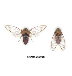 Cicada