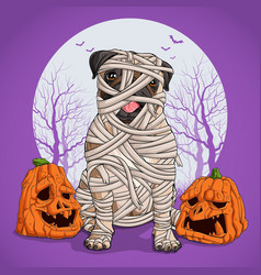 Halloween Pug Fully Wrapped In Mummy Linen