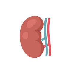 Kidney Icon Flat Isolated