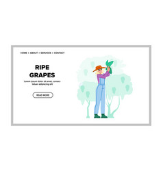 Ripe Grapes Woman