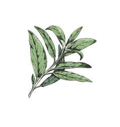 Sage Branch Color Sketch