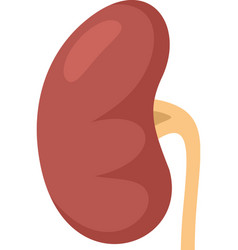 Healthy Kidney Icon Flat Isolated