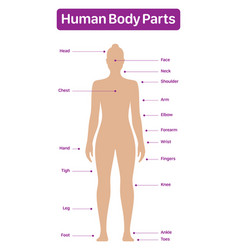 Human Body Parts Medical Diagram With Female Model