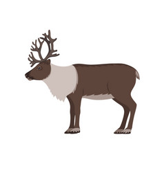 Reindeer With Antlers