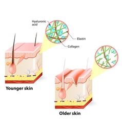 Skin Changes Over A Lifetime