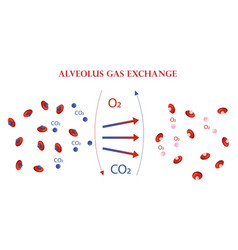 Oxygen And Carbon Dioxide Exchange Scheme