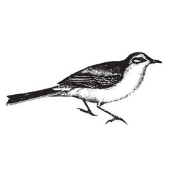 Wagtail Vintage