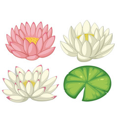 Pink And White Lotus Flowers And Leaf