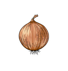 Brown Or Yellow Onions