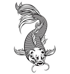 Koi Carp Fish