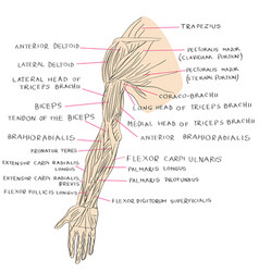 Muscles arm color Royalty Free Vector Image - VectorStock