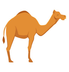 Camel Icon Wild Desert Fauna Zoo Animal