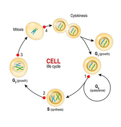 Cell Cycle Checkpoints Dna Damage Spindle