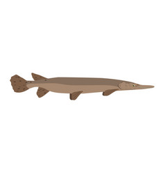 Atractosteus Spatula - Alligator Gar - Side View