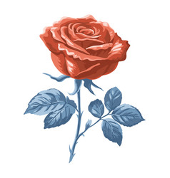 Red Rose On A White Background