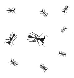 Bullet Ants On A White Background