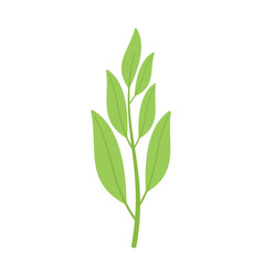 Sage Leaf Icon Flat Herb Flower