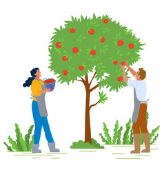 Gardeners Picking Apples In Orchard Image