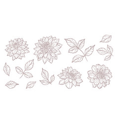 Hand Drawn Botanical Dahlia Set With Leaves