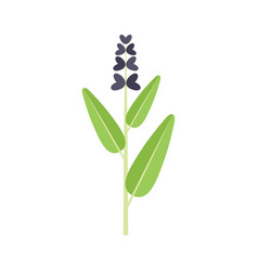 Sage Flower Icon Flat Herb Plant